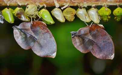 nature macro butterfly larva