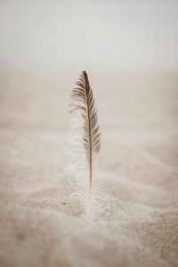 close up photo of brown feather on sand